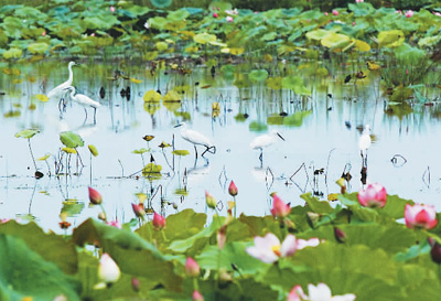 山東濟寧:微湖風光入畫來