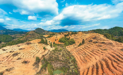 近年來(lái),江西省撫州市南豐縣市山鎮(zhèn)竹源村因地制宜扶持當(dāng)?shù)剞r(nóng)戶利用荒山坡地種植油茶,使油茶成為山區(qū)群眾致富奔小康的綠色產(chǎn)業(yè)。圖為竹源村油茶種植區(qū)。 謝 東攝(人民視覺(jué))