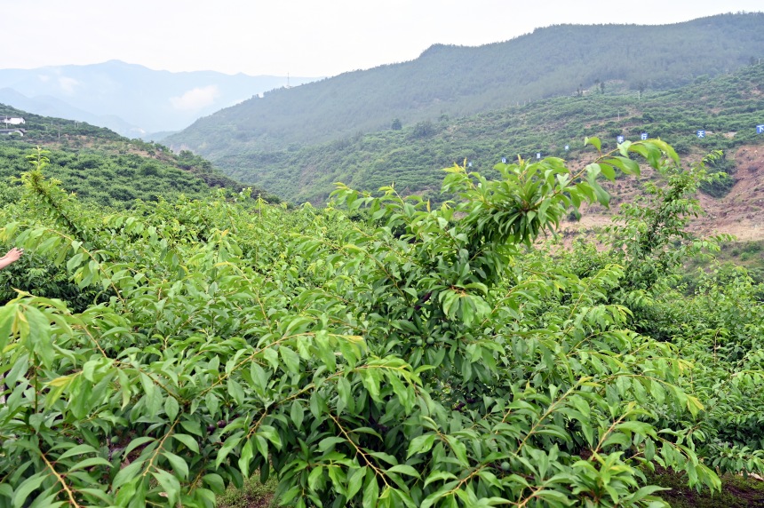 柑園村漫山遍野的脆李樹。鄒樂(lè)攝