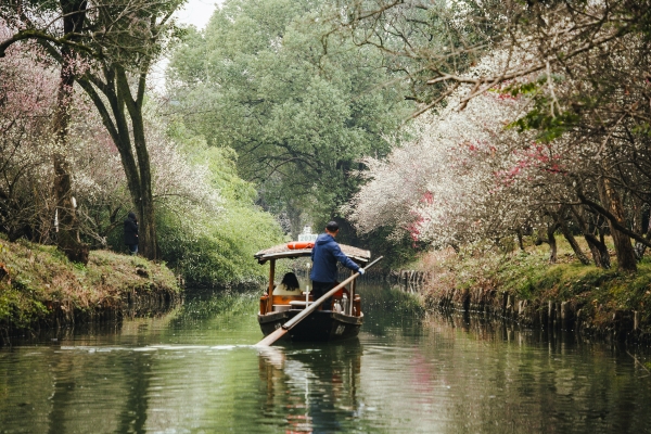 杭州西溪濕地,河岸梅花盛開(kāi)。圖片來(lái)源:視覺(jué)中國(guó)